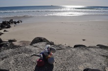 Magui discovers the white creaking sand of Byron Bay